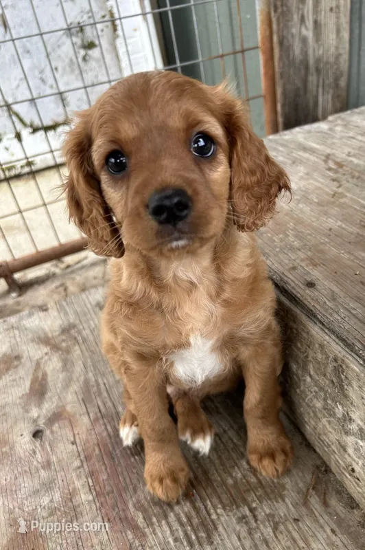 Tim – Cavapoo puppy for sale in Millville, NJ