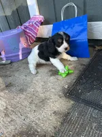 Tiny, a male Cavapoo for sale in Millville, NJ – 2 of 2