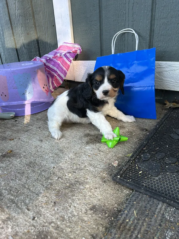 Tiny – Cavapoo puppy for sale in Millville, NJ
