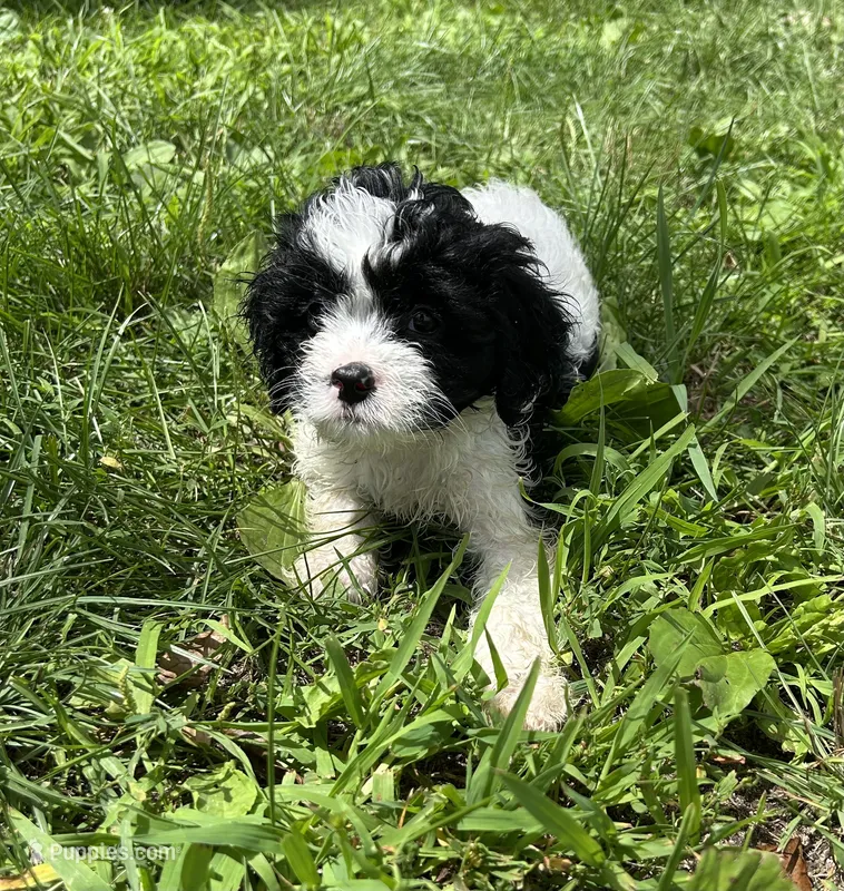 Riley – Cavapoo puppy for sale in Millville, NJ