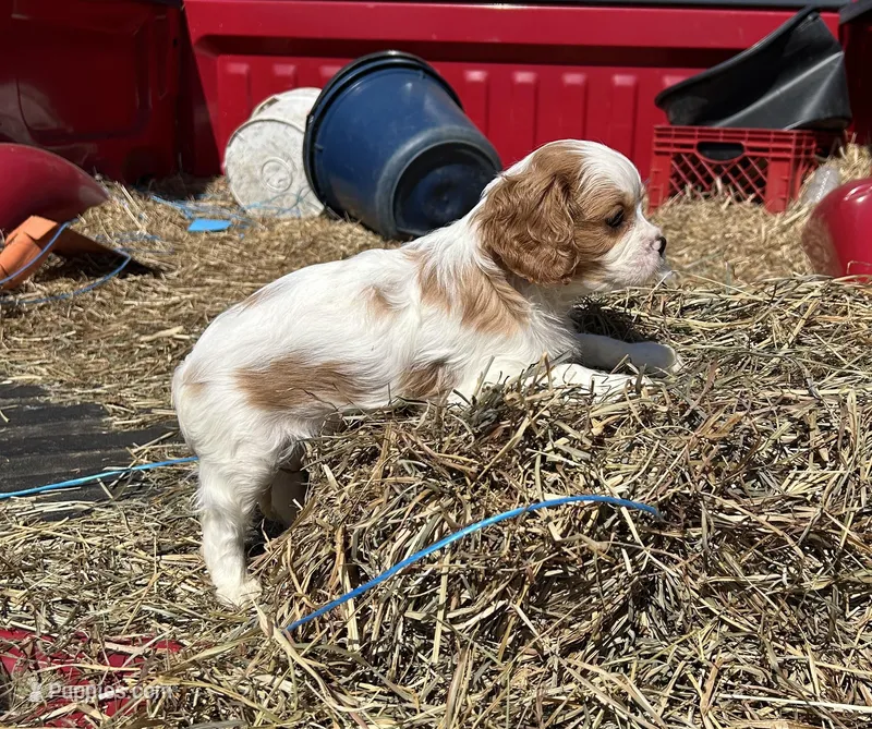 Waffle  – Cavalier King Charles Spaniel puppy for sale in Millville, NJ