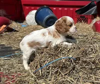 Waffle , a male Cavalier King Charles Spaniel for sale in Millville, NJ – Photo 1 of 2
