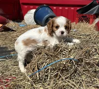 Waffle , a male Cavalier King Charles Spaniel for sale in Millville, NJ – Photo 2 of 2