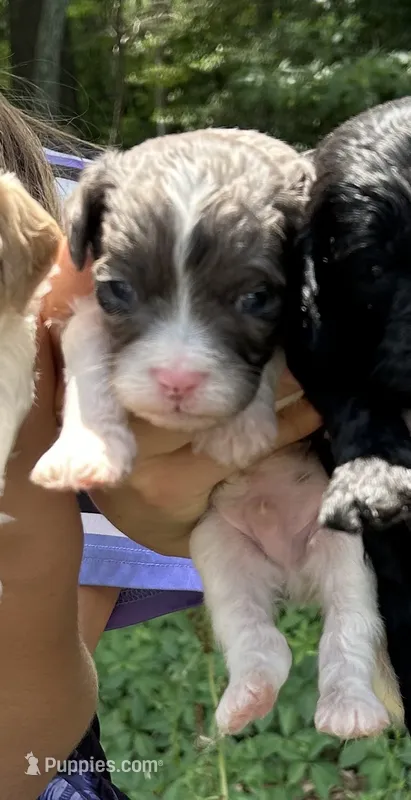 Sammy – Cavapoo puppy for sale in Millville, NJ