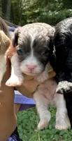 Sammy, a male Cavapoo for sale in Millville, NJ – 1 of 2