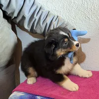 Fola, a female Australian Shepherd for sale in Millville, NJ – Photo 1 of 2