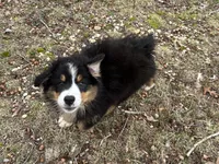 Fola, a female Australian Shepherd for sale in Millville, NJ – Photo 2 of 2