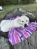 Candy, a female Golden Retriever for sale in Millville, NJ – 1 of 1