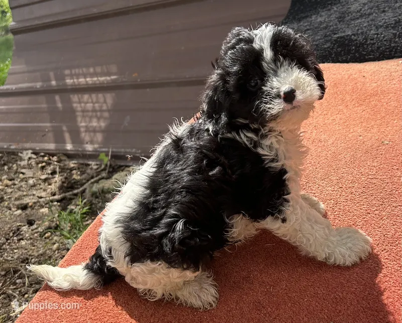 Prada – Cavapoo puppy for sale in Millville, NJ