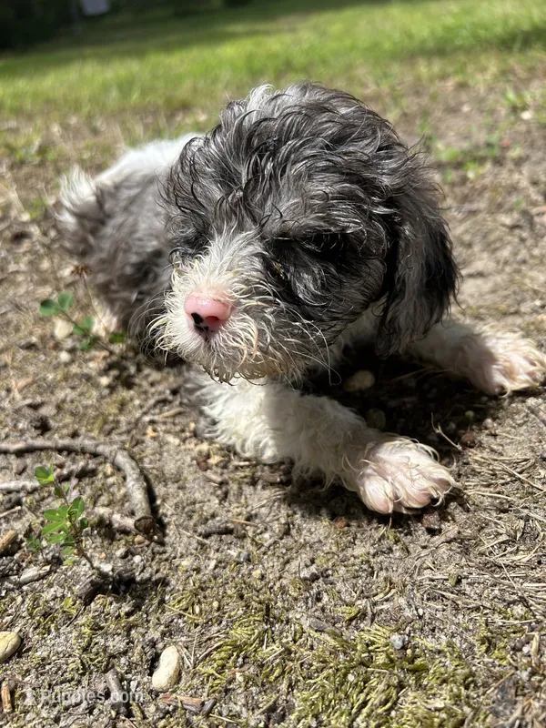 Sammy – Cavapoo puppy for sale in Millville, NJ