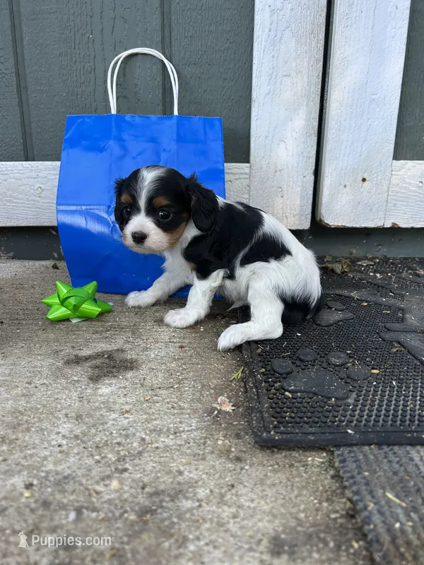 Todd – Cavapoo puppy for sale in Millville, NJ