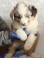 Blue, a male Australian Shepherd for sale in Millville, NJ – Photo 1 of 5