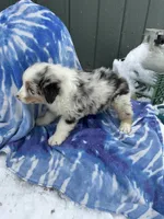 Blue, a male Australian Shepherd for sale in Millville, NJ – Photo 3 of 5