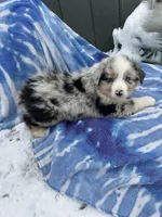 Blue, a male Australian Shepherd for sale in Millville, NJ – Photo 4 of 5