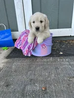 Lois, a female Golden Retriever for sale in Millville, NJ – 1 of 1
