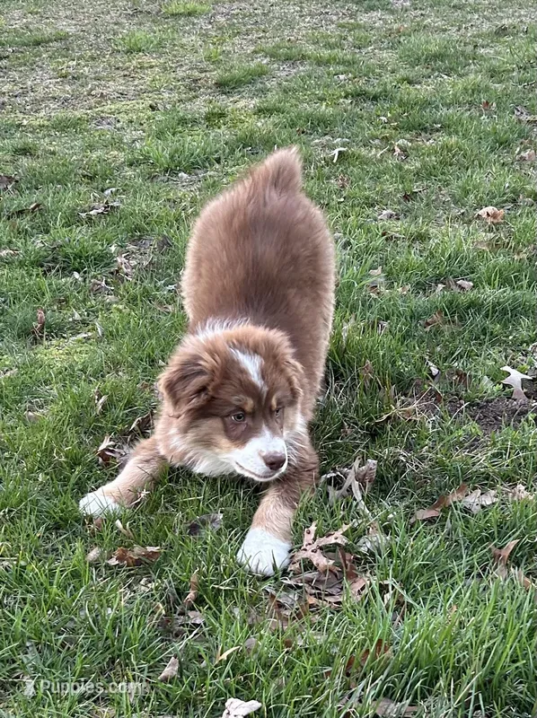 Luke, a male Australian Shepherd for sale in Millville, NJ – Photo 1 of 3