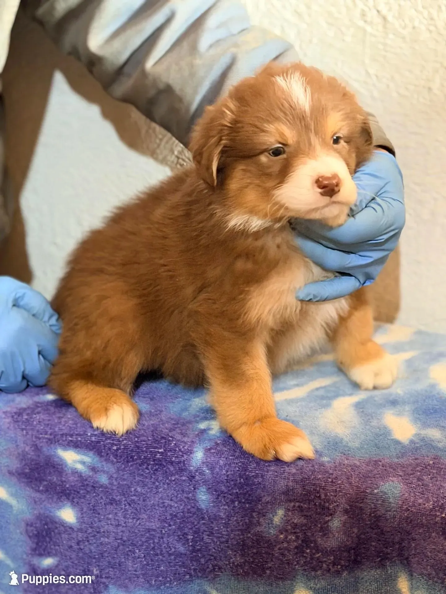 Luke – Australian Shepherd puppy for sale in Millville, NJ