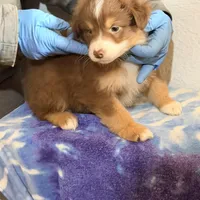 Luke, a male Australian Shepherd for sale in Millville, NJ – Photo 3 of 3