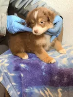 Luke, a male Australian Shepherd for sale in Millville, NJ – Photo 2 of 2