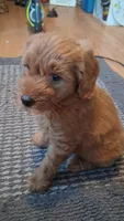 Patterson, a male Miniature Golden Retriever for sale in Millville, NJ – 2 of 3