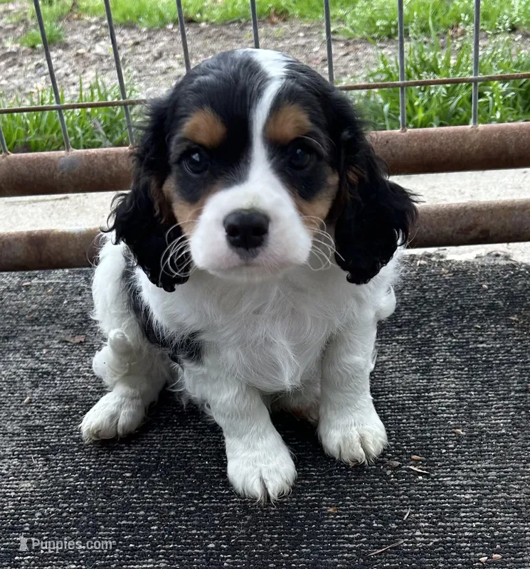 Rocky  – Cavapoo puppy for sale in Millville, NJ