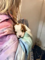 Rudy, a male Cavapoo for sale in Millville, NJ – Photo 2 of 2