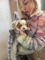 Rudy, a male Cavapoo for sale in Millville, NJ – Photo 1 of 2