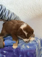 Timmy, a male Australian Shepherd for sale in Millville, NJ – Photo 2 of 2
