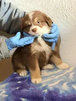 Timmy, a male Australian Shepherd for sale in Millville, NJ – Photo 1 of 2