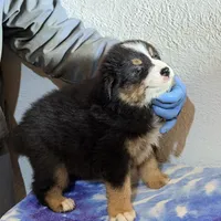 Blaze, a male Australian Shepherd for sale in Millville, NJ – Photo 1 of 2