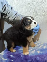Blaze, a male Australian Shepherd for sale in Millville, NJ – Photo 1 of 2
