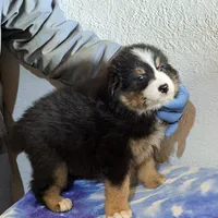 Blaze, a male Australian Shepherd for sale in Millville, NJ – Photo 2 of 2