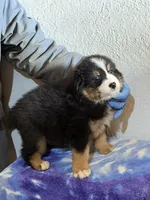 Blaze, a male Australian Shepherd for sale in Millville, NJ – Photo 2 of 2