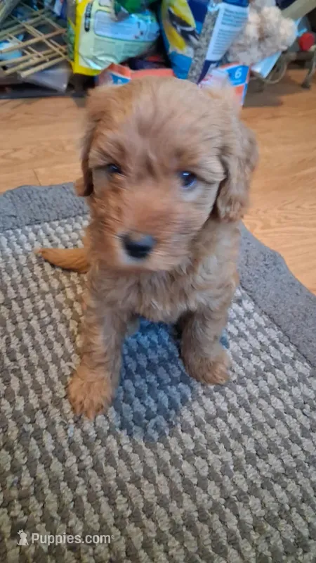Patterson – Miniature Golden Retriever puppy for sale in Millville, NJ