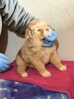 Pita, a female Australian Shepherd for sale in Millville, NJ – Photo 2 of 3