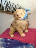 Pita, a female Australian Shepherd for sale in Millville, NJ – Photo 1 of 3