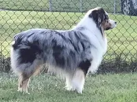 Pita, a female Australian Shepherd for sale in Millville, NJ – Photo 3 of 3