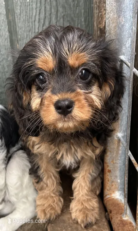 Tilly – Cavapoo puppy for sale in Millville, NJ
