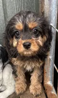 Tilly, a female Cavapoo for sale in Millville, NJ – 1 of 1