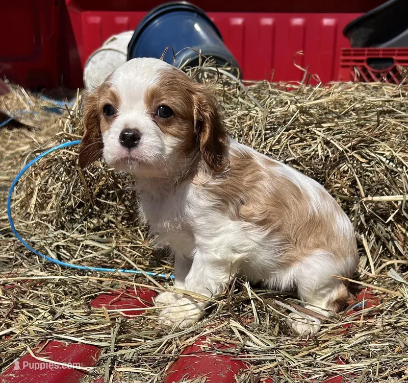 Munchkin man, a male Cavalier King Charles Spaniel for sale in Millville, NJ – Photo 1 of 2