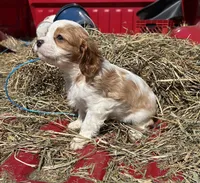 Munchkin man, a male Cavalier King Charles Spaniel for sale in Millville, NJ – Photo 2 of 2