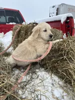 Tina, a female Golden Retriever for sale in Millville, NJ – Photo 2 of 2