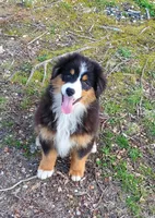 Buck, a male Australian Shepherd for sale in Millville, NJ – Photo 3 of 4