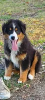 Buck, a male Australian Shepherd for sale in Millville, NJ – Photo 1 of 4