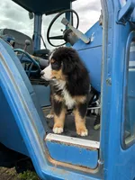 Buck, a male Australian Shepherd for sale in Millville, NJ – Photo 4 of 4