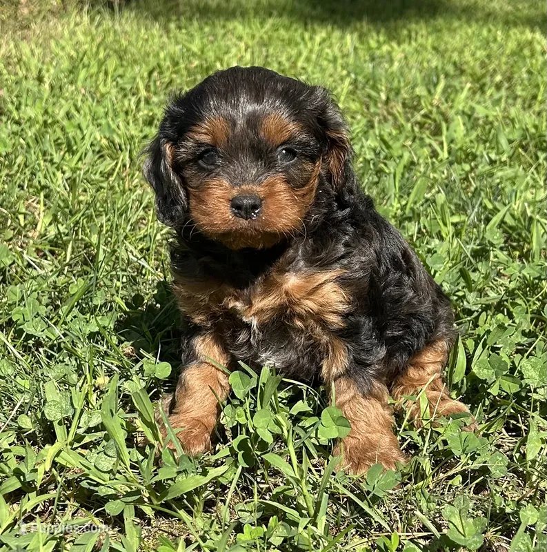 Teddy – Cavapoo puppy for sale in Millville, NJ