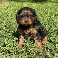 Teddy, a male Cavapoo for sale in Millville, NJ – 1 of 1