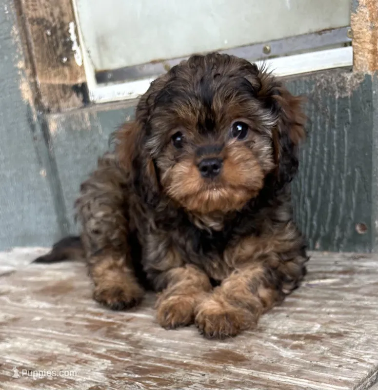 Tina – Cavapoo puppy for sale in Millville, NJ