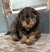 Tina, a female Cavapoo for sale in Millville, NJ – 1 of 1