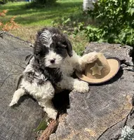 Tex, a male Cavapoo for sale in Millville, NJ – 1 of 1